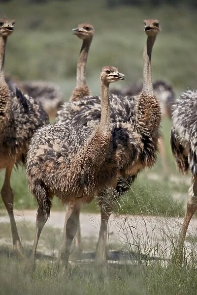 Immature common ostrich (Struthio camelus), Kgalagadi Transfrontier Park, South Africa