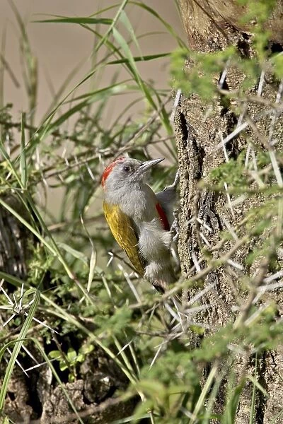 Immature grey woodpecker (Dendropicos goertae), Serengeti National Park