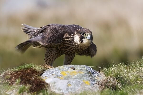 Immature peregrine falcon (Falco peregrinus), captive, United Kingdom, Europe