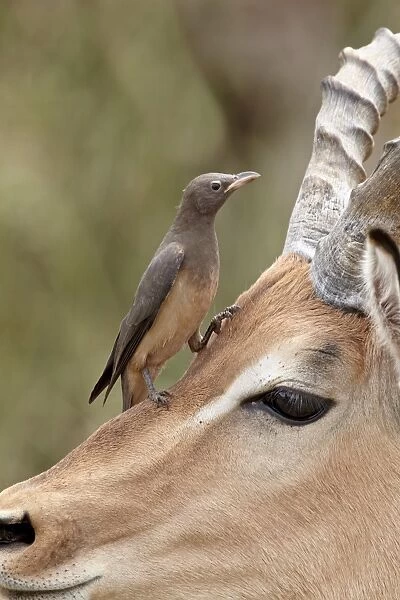 Immature red-billed oxpecker (Buphagus erythrorhynchus) on an impala, Kruger National Park