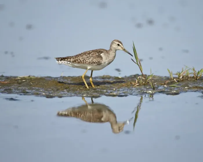 Framed Print : Immature wood sandpiper (Tringa glareola), Serengeti National Park, Tanzania, East Africa, Africa Framed Print : Immature wood sandpiper (Tringa glareola), Serengeti National Park, Tanzania, East Africa, Africa