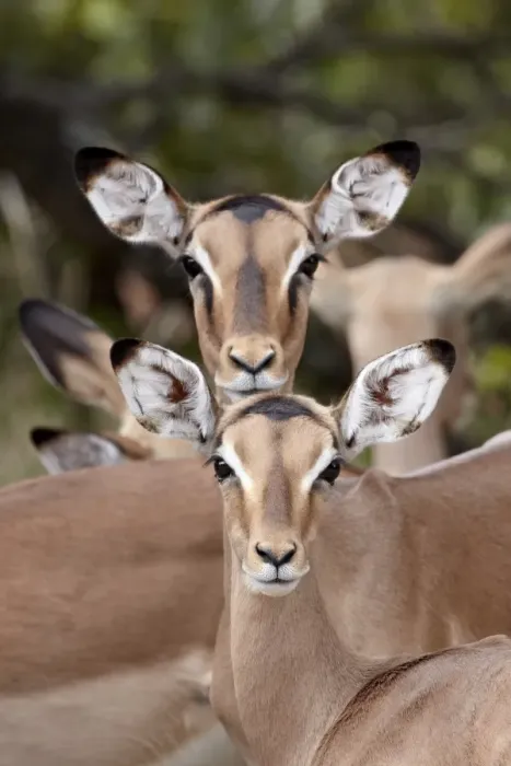 Framed Print : Impala (Aepyceros melampus) adult and juvenile females, Kruger National Park Framed Print : Impala (Aepyceros melampus) adult and juvenile females, Kruger National Park
