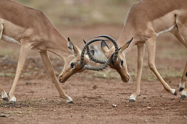 Impala (Aepyceros melampus) bucks sparring, Kruger National Park, South Africa, Africa