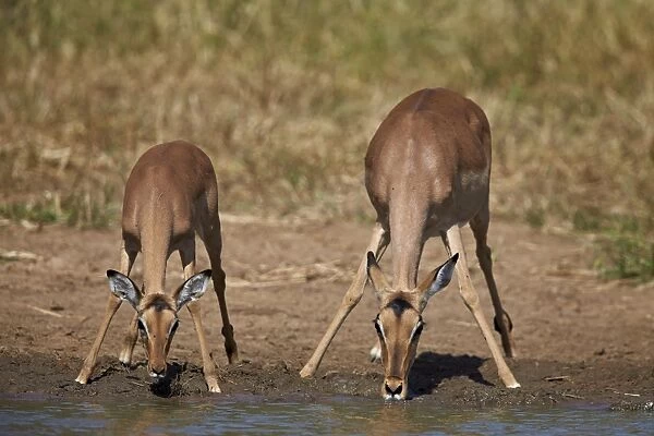 Impala (Aepyceros melampus) doe and calf drinking, Kruger National Park, South Africa