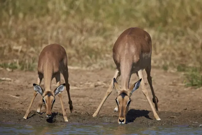 Framed Print : Impala (Aepyceros melampus) doe and calf drinking, Kruger National Park, South Africa Framed Print : Impala (Aepyceros melampus) doe and calf drinking, Kruger National Park, South Africa