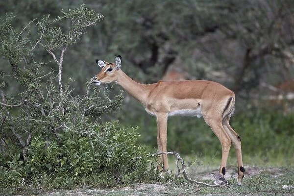 Impala (Aepyceros melampus) doe eating, Serengeti National Park, Tanzania, East Africa, Africa