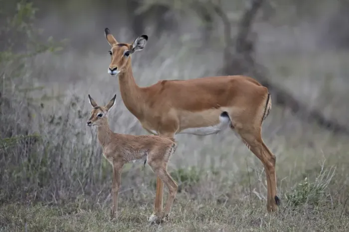 Framed Print : Impala (Aepyceros melampus) doe and minutes-old calf, Ngorongoro Conservation Area