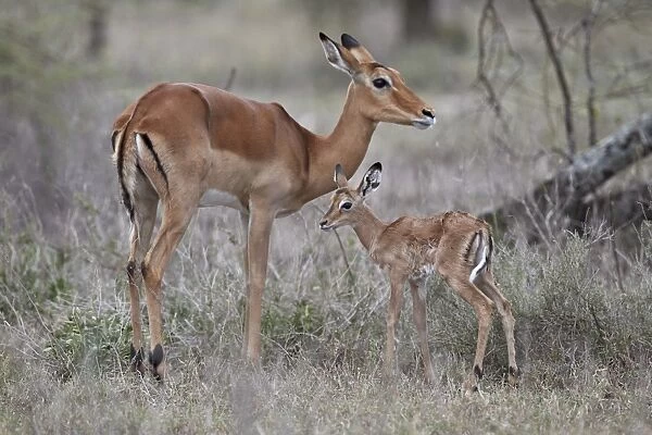 Impala (Aepyceros melampus) doe and minutes-old calf, Ngorongoro Conservation Area