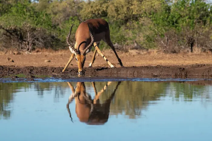 Framed Print : Impala (Aepyceros melampus) drinking at waterhole, Mashatu Game Reserve, Botswana, Africa Framed Print : Impala (Aepyceros melampus) drinking at waterhole, Mashatu Game Reserve, Botswana, Africa