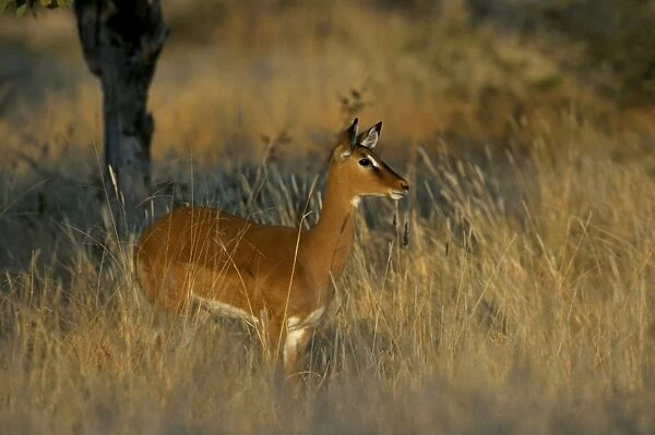 Impala (Aepyceros melampus) ewe