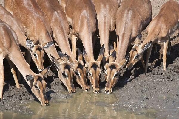 Impala (Aepyceros melampus), females at waterhole, Mkhuze Game Reserve, South Africa, Africa