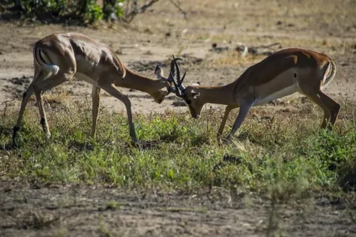 Framed Print : Impala (Aepyceros melampus) fighting in the Liwonde National Park, Malawi, Africa Framed Print : Impala (Aepyceros melampus) fighting in the Liwonde National Park, Malawi, Africa
