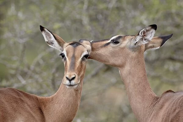 Two impala (Aepyceros melampus) grooming, Imfolozi Game Reserve, South Africa, Africa