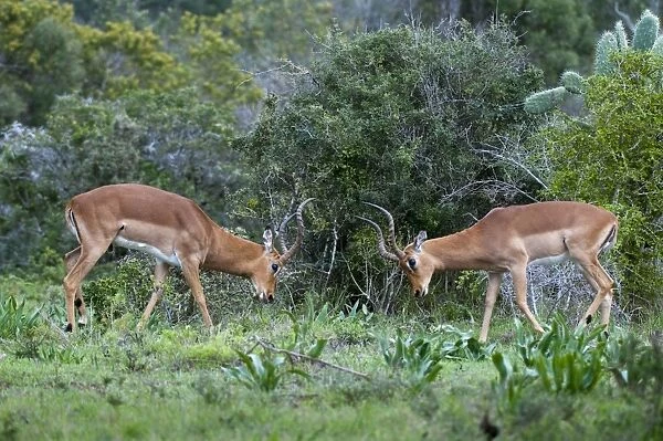 Impala (Aepyceros melampus), Kariega Game Reserve, South Africa, Africa
