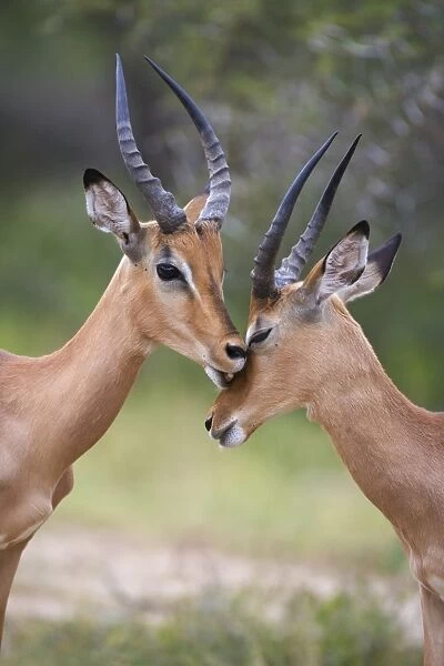 Impala (Aepyceros melampus), males allogrooming, Kruger National Park, Mpumalanga