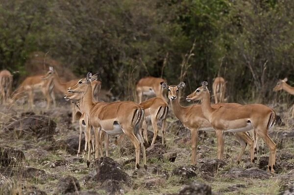 Impala (Aepyceros melampus), Masai Mara, Kenya, East Africa, Africa