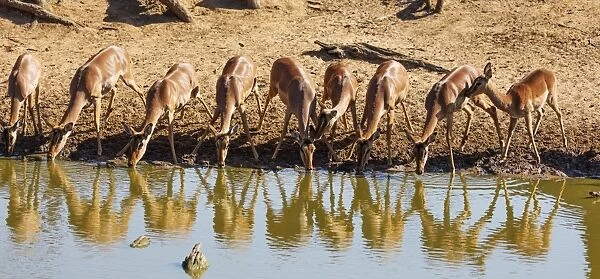 Impala (Aepyceros melampus), Mkhuze Game Reserve, Kwazulu-Natal, South Africa, Africa