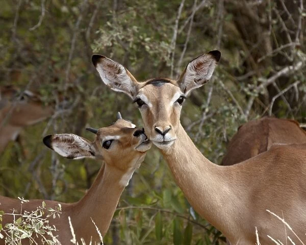 Impala (Aepyceros melampus) mother and young buck, Kruger National Park