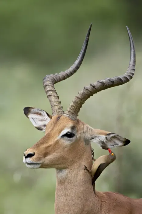 Framed Print : Impala (Aepyceros melampus) with a red-billed oxpecker (Buphagus erythrorhynchus) cleaning its ear Framed Print : Impala (Aepyceros melampus) with a red-billed oxpecker (Buphagus erythrorhynchus) cleaning its ear