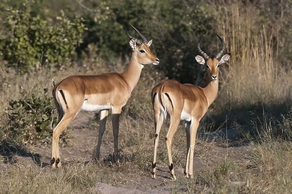 Impala (Aepyceros melampus), Savute Channel, Linyanti, Botswana, Africa