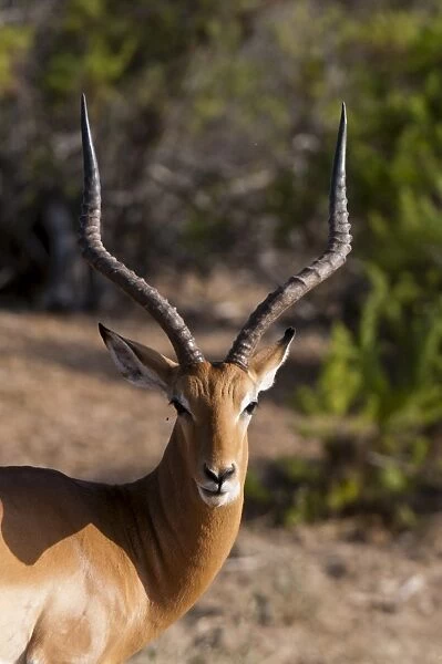 Impala (Aepyceros melampus), Tsavo East National Park, Kenya, East Africa, Africa