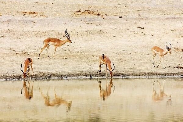 Impala (Aepyceros melampus) at a water hole, Kruger National Park, South Africa, Africa