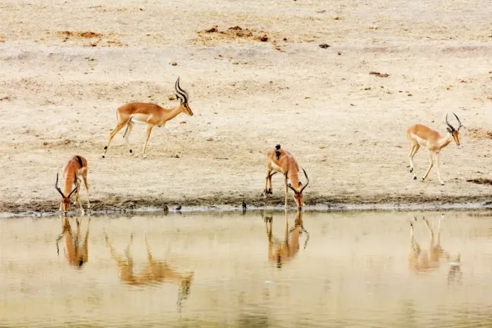 Framed Print : Impala (Aepyceros melampus) at a water hole, Kruger National Park, South Africa, Africa Framed Print : Impala (Aepyceros melampus) at a water hole, Kruger National Park, South Africa, Africa