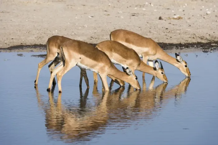 Framed Print : Four impala females (Aepyceros melampus) drinking, Botswana, Africa Framed Print : Four impala females (Aepyceros melampus) drinking, Botswana, Africa