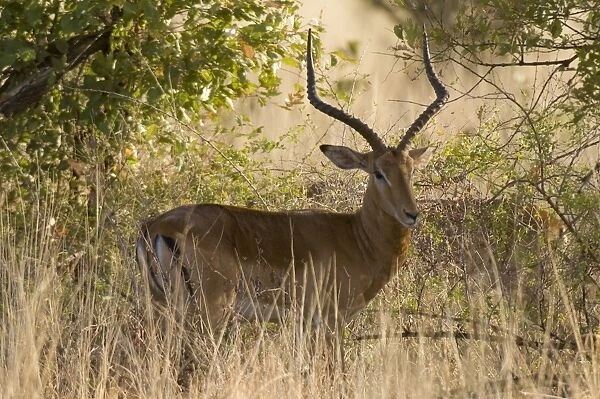 Impala, Meru National Park, Kenya, East Africa, Africa