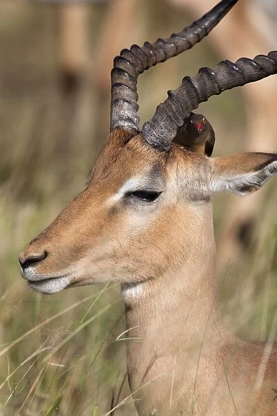 Impala ram (Aepyceros melampus), with redbilled oxpecker, Kruger National Park