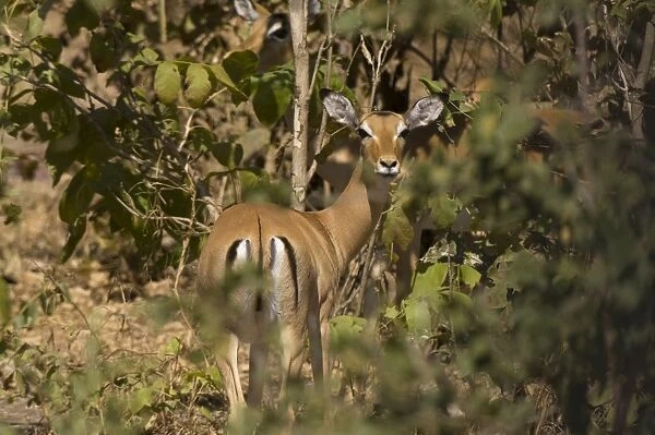 Impala, South Luangwa National Park, Zambia, Africa