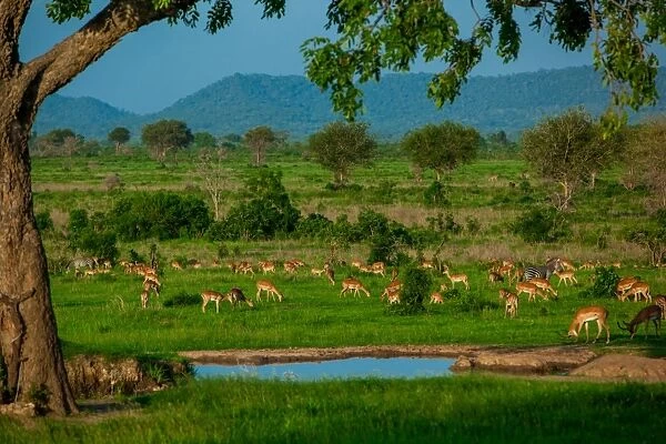 Impala at a watering hole, Mizumi Safari Park, Tanzania, East Africa, Africa