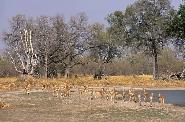 Impalas grazing in Moremi Game Reserve, Okavango Delta, Botswana, Africa