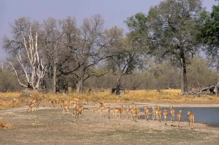 Framed Print : Impalas grazing in Moremi Game Reserve, Okavango Delta, Botswana, Africa Framed Print : Impalas grazing in Moremi Game Reserve, Okavango Delta, Botswana, Africa