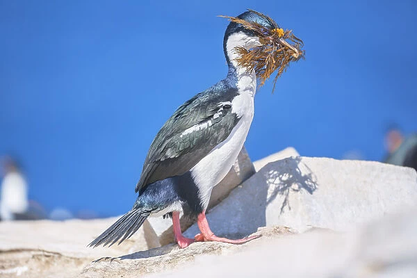 Imperial shag (Leucocarbo atriceps) carrying nesting material, Sea Lion Island
