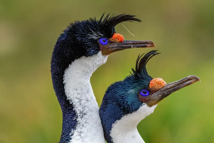 Framed Print : Imperial Shag (Phalacrocorax atriceps), pair exhibiting courtship behavior on New Island in the Falkland Islands, South America Framed Print : Imperial Shag (Phalacrocorax atriceps), pair exhibiting courtship behavior on New Island in the Falkland Islands, South America