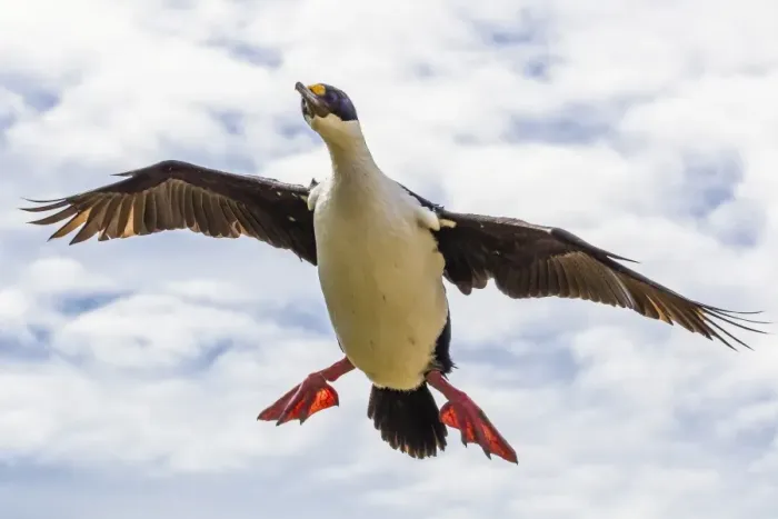 Framed Print : Imperial shag (Phalacrocorax atriceps albiventer) in flight, New Island, Falkland Islands, South Atlantic Ocean, South America Framed Print : Imperial shag (Phalacrocorax atriceps albiventer) in flight, New Island, Falkland Islands, South Atlantic Ocean, South America
