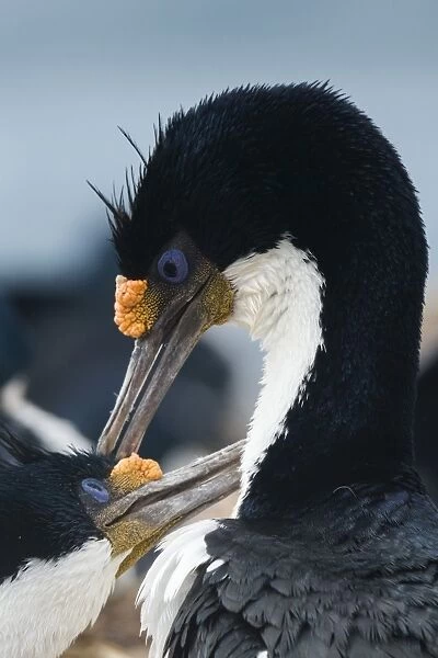 Imperial shags (Leucocarbo atriceps) in courtship display, Falkland Islands, South