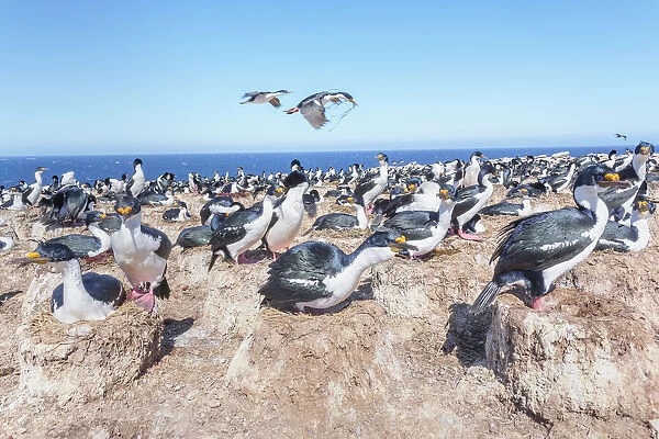 Imperial shags (Leucocarbo atriceps) colony, Sea Lion Island, Falkland Islands