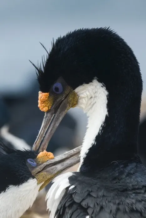 Framed Print : Imperial shags (Leucocarbo atriceps) in courtship display, Falkland Islands, South Framed Print : Imperial shags (Leucocarbo atriceps) in courtship display, Falkland Islands, South