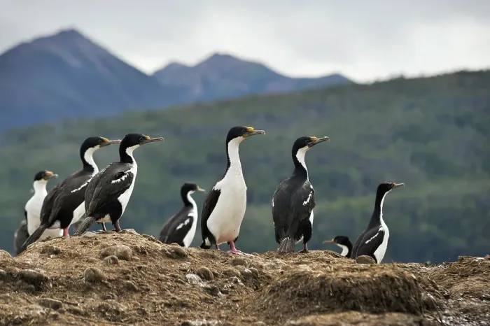 Framed Print : Imperial shags, Tucker islets, Whiteside channel, Tierra del Fuego, Patagonia, Chile, South America Framed Print : Imperial shags, Tucker islets, Whiteside channel, Tierra del Fuego, Patagonia, Chile, South America