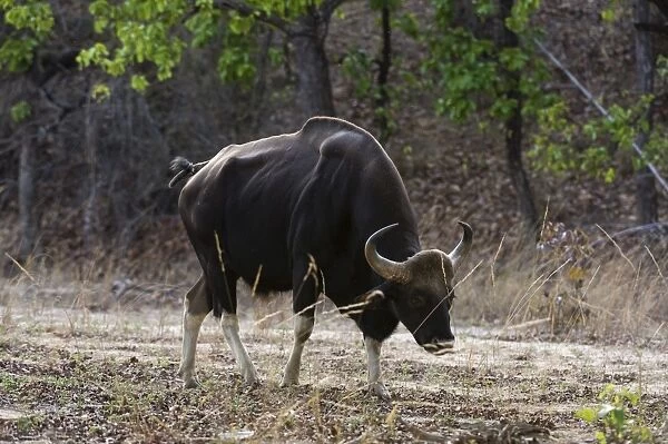 An Indian bison (bos gaurus bandhavgarh) walking, Bandhavgarh National Park, Madhya Pradesh