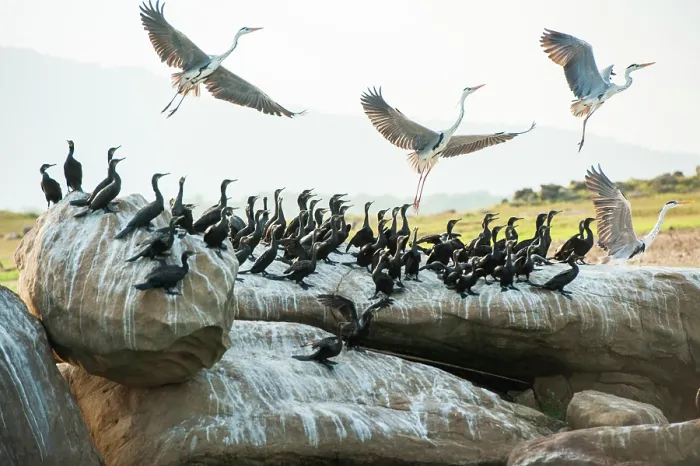 Framed Print : Indian cormorant (Phalacrocorax fuscicollis) and grey heron (Ardea cinerea), Senanayake Samudraya Lake, Gal Oya National Park, Sri Lanka, Indian subcontinent, South Asia Framed Print : Indian cormorant (Phalacrocorax fuscicollis) and grey heron (Ardea cinerea), Senanayake Samudraya Lake, Gal Oya National Park, Sri Lanka, Indian subcontinent, South Asia