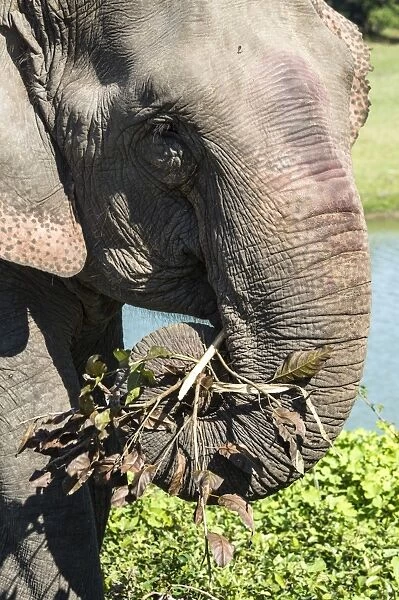Indian elephant (Elephas maximus indicus) feeding on grass and leaves, Kaziranga National Park