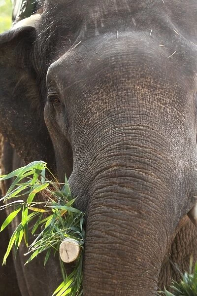 Indian elephant (Elephas maximus indicus), Bandhavgarh National Park, Madhya Pradesh, India, Asia