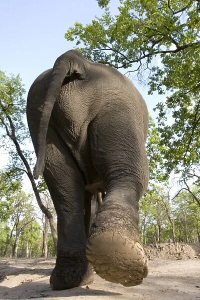 Indian elephant (Elephus maximus)
