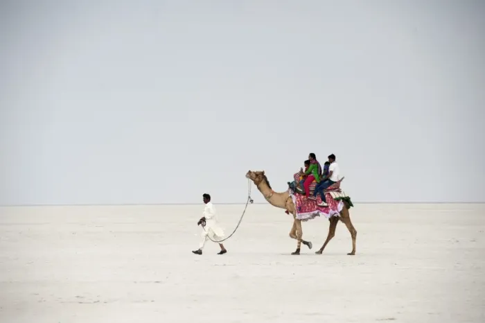 Framed Print : Indian family enjoying a camel ride in the white desert, a seasonal salt marsh in Framed Print : Indian family enjoying a camel ride in the white desert, a seasonal salt marsh in