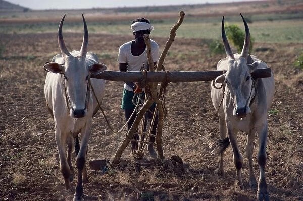 An Indian farmer using cattle to plough
