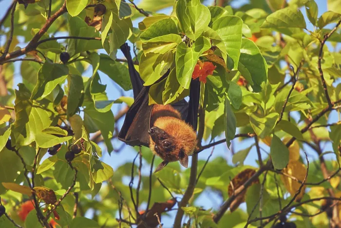 Framed Print : An Indian Flying Fox (Pteropus medius) feeding in a tree on Havodda Island, Gaafu Dhaalu atoll, Maldives Framed Print : An Indian Flying Fox (Pteropus medius) feeding in a tree on Havodda Island, Gaafu Dhaalu atoll, Maldives