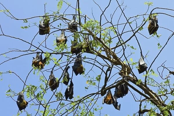 Indian flying-foxes (fruit bats) roosting in the 60 hectare Royal Botanic Gardens at Peradeniya